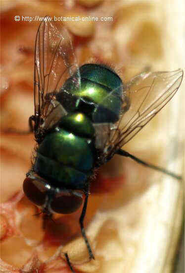 mosca verde