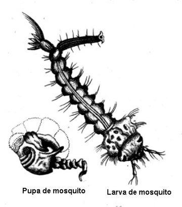 mosquitos