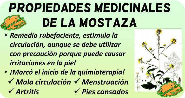 propiedades medicinales mostaza