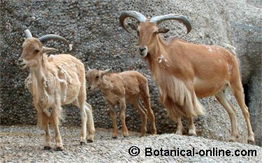 Muflón del Atlas