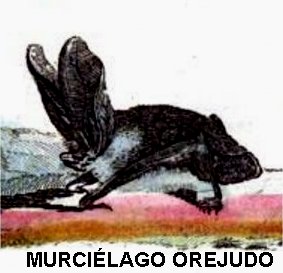 murciélagos