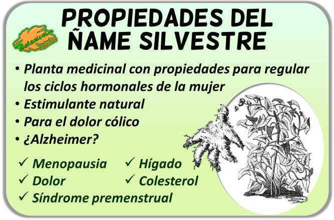 Propiedades medicinales del ñame silvestre dioscorea villosa wild yam root