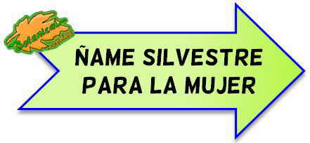 ñame silvestre para la mujer