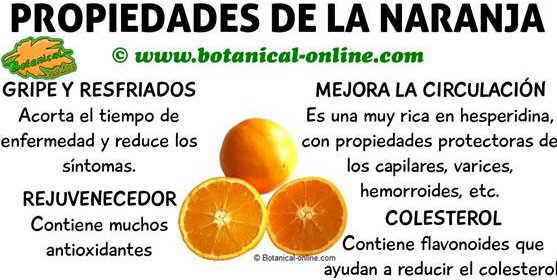 Propiedades de la naranja y beneficios