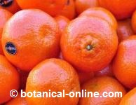 alimentos ricos en vitamina c para la en enuresis