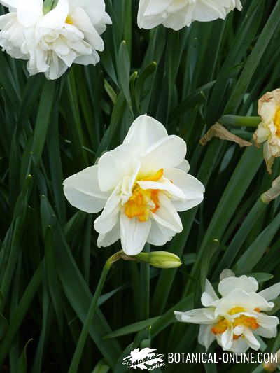 tulipanes jardin keukenhof