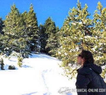 senderismo en la nieve