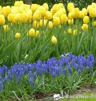 tulipanes jardin nazareno