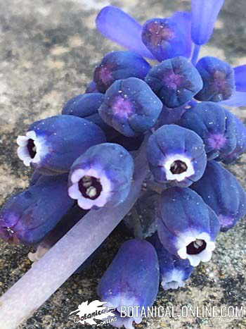 muscari