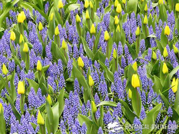 tulipanes jardin nazareno