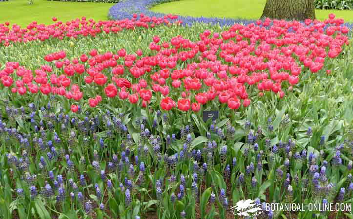 tulipanes jardin nazareno