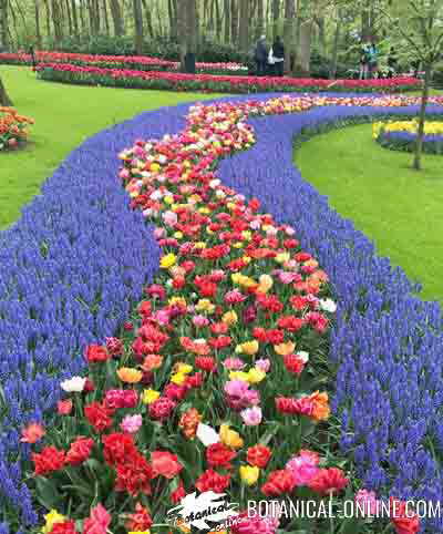 tulipanes jardin nazareno
