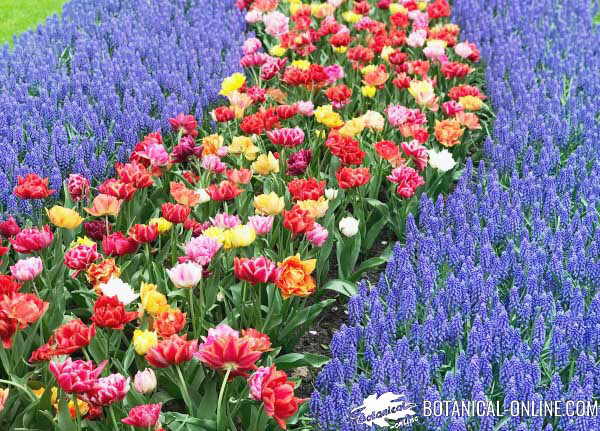 jardines keukenhof