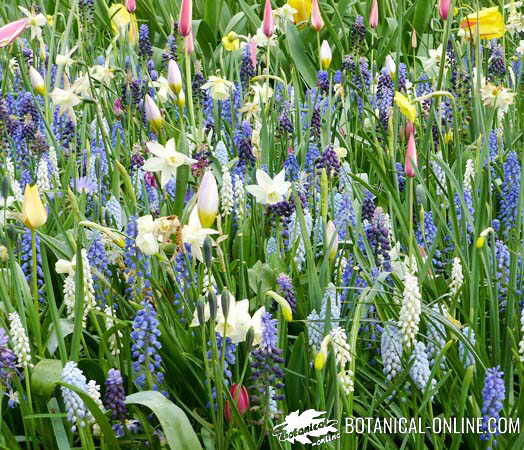 tulipanes jardin nazareno