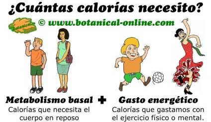 Cómo calcular cuantas calorías necesito al día en dieta equilibrada, metabolismo basal y gasto energetico