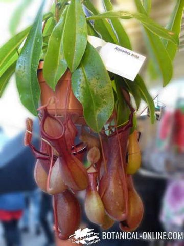 nepentes nepenthes alata
