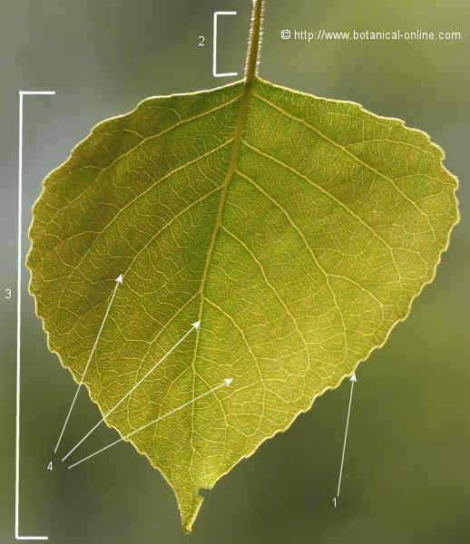 Detalles de la hoja