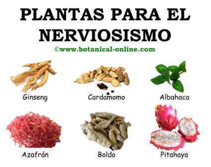 Plantas para el nerviosismo