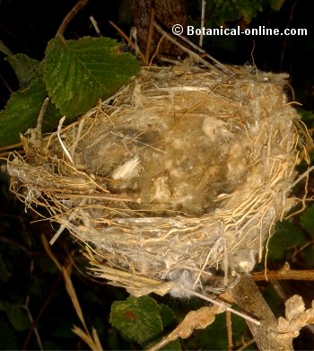 nido de ave