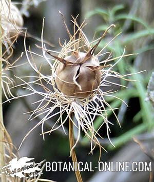 Neguilla (Nigella damascena)