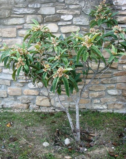 nisperero japones (Eriobotrya japonica)