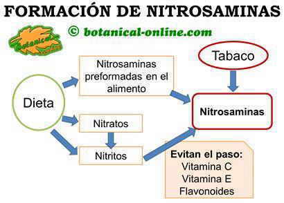 Esquema de las fuentes de nitrosaminas