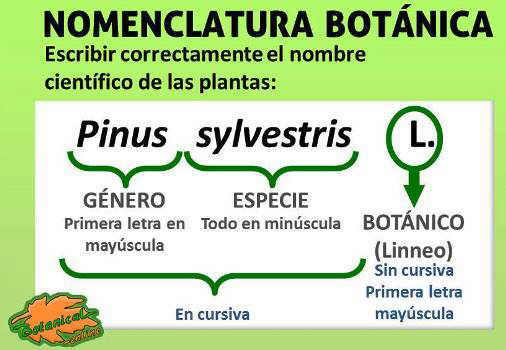 nomenclatura nombre cientifico plantas escribir latin cientificamente nombres latin