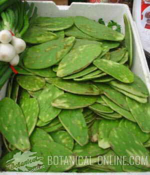 nopal mercado