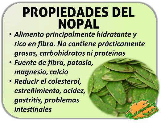 propiedades del nopal nopalito opuntia beneficios tuna