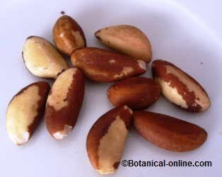 Nueces del Brasil