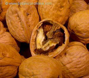 Nueces de California