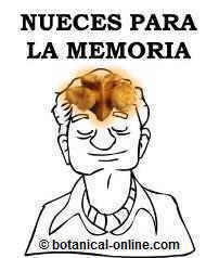 Nueces para la memoria