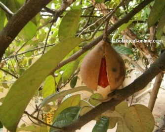 Nuez moscada en el árbol