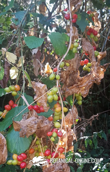 frutos de la nueza