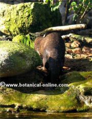 nutria