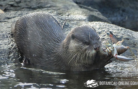 Nutria asiática