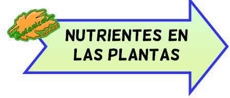 nutrientes de las plantas