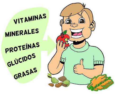 nutrientes tipos