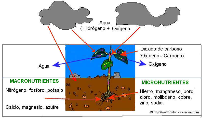 nutrientes de las plantas