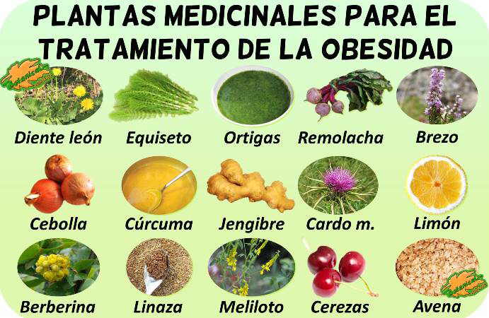 obesidad remedios tratamiento natural plantas medicinales retencion liquidos 