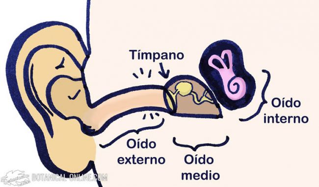 partes oido externo medio interno