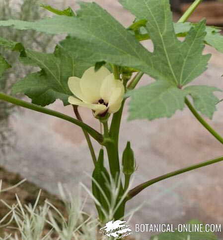 okra planta flor y fruto