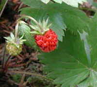 Olfato en las plantas