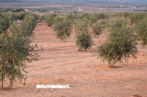 olivos jóvenes