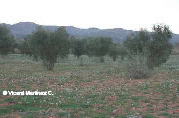 olivar