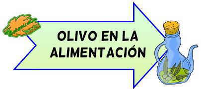 olivo en la alimentacion.