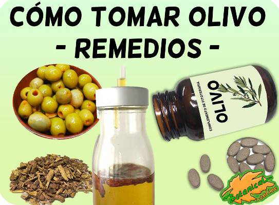 cómo tomar remedios con olivo