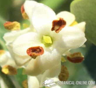 detalle flor de olivo