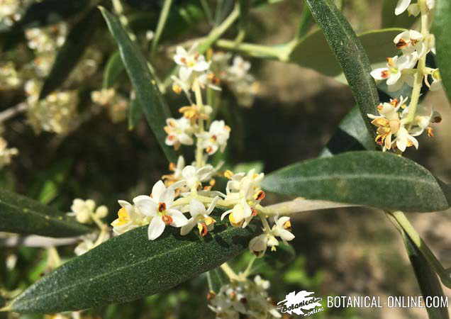 flores de olivo 