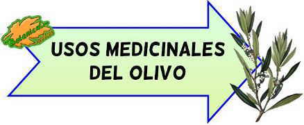 propiedades medicinales del olivo